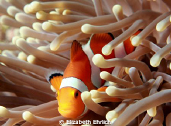 Clownfish by Elizabeth Ehrlich 